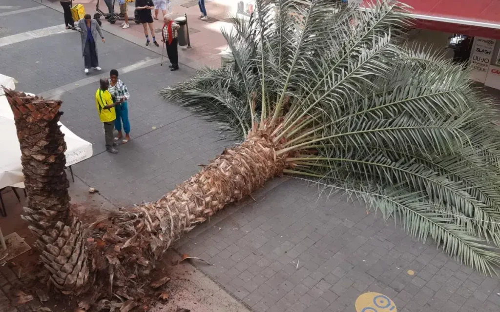 Palmera Las Palmas GC